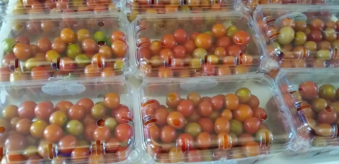 more tomatoes