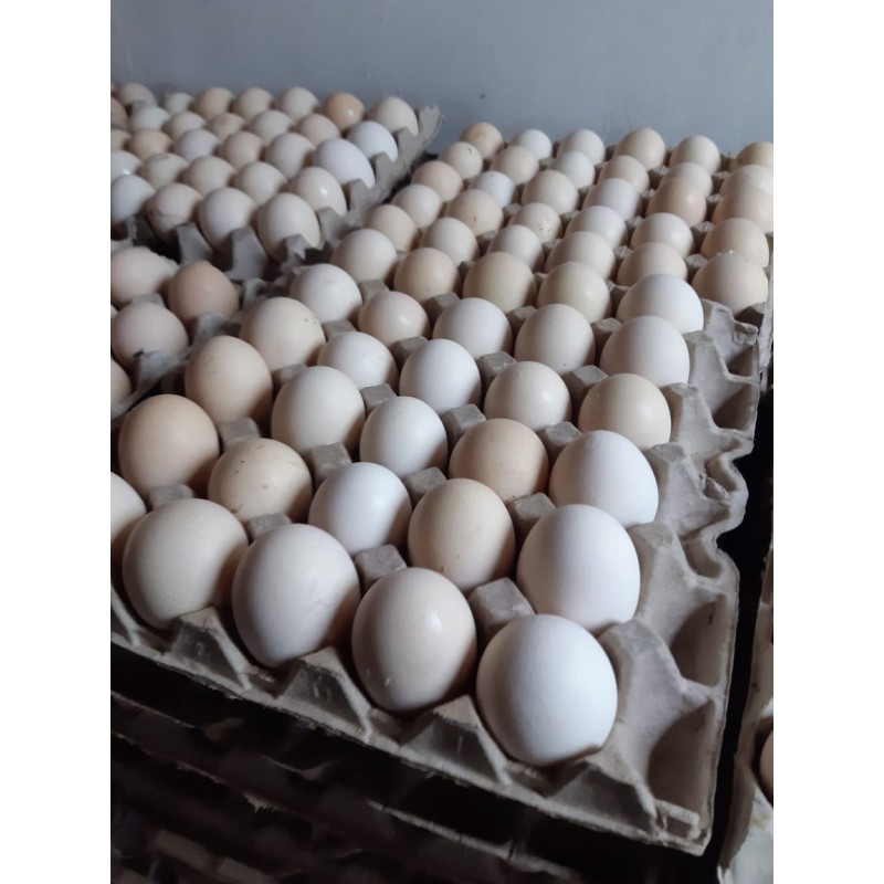 White Eggs